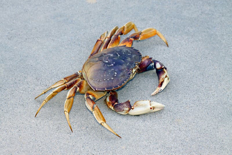 Dungeness Crab camminare lateralmente su sfondo grigio.