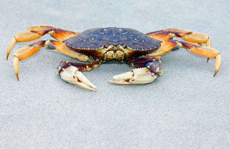 Crab