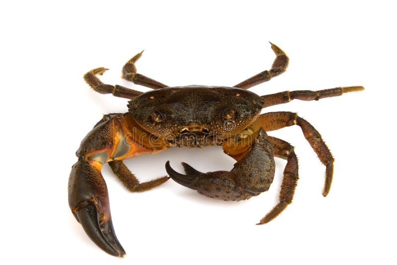 Crab stock photo. Image of nature, nipper, brown, marine - 19714732