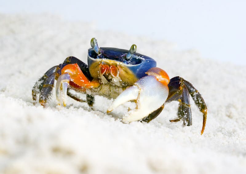 Crab