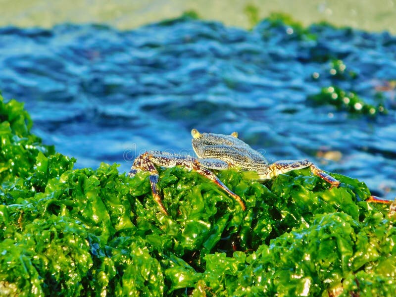 Crab at algae in Dominican republic Beach, bayahibe, resort stock photos Crab at algae in Dominican republic Beach, bayahibe, resort stock photos