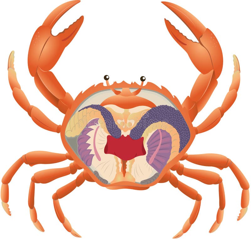 Crab Anatomy Royalty Free Stock Image - Image: 19282226