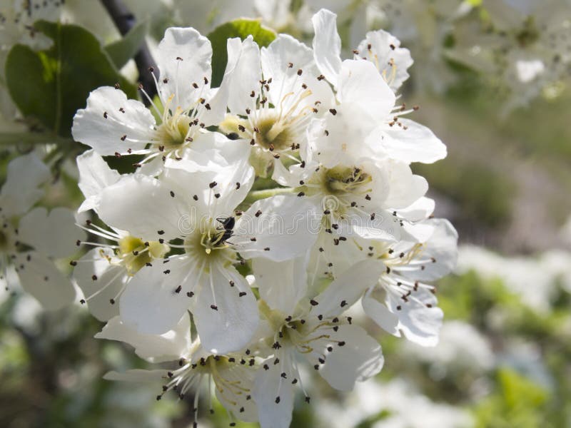 Crab Apple Blossoms in the Spring Stock Photo Image of closeup