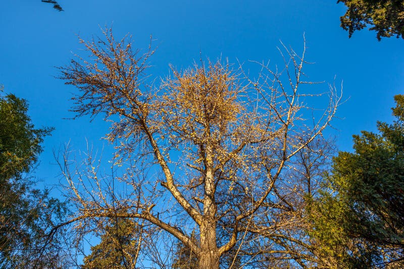 Crab Apple Fruit and Tree in Fall Season, Stock Image Image