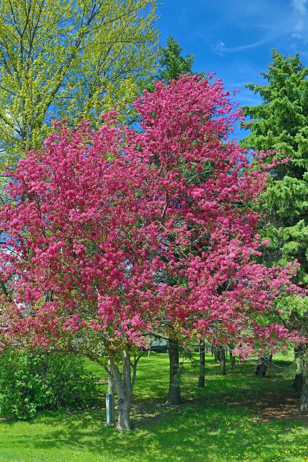 crab apple color crab apple color