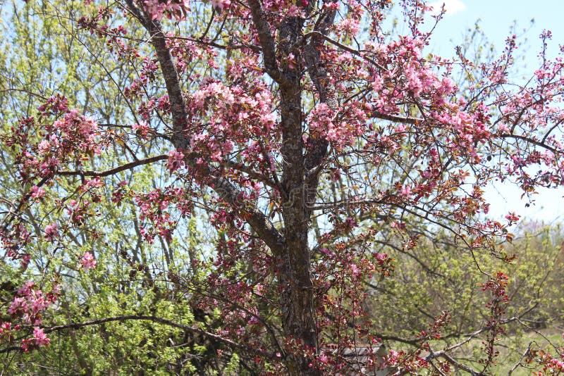 Crab Apple Tree Flowering in Springtime Bloom Stock Image Image of