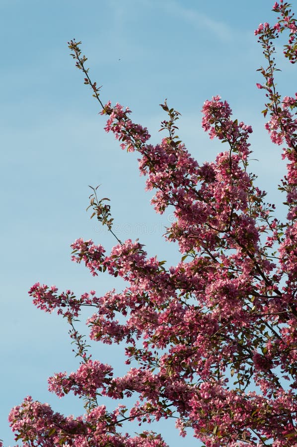 260 Crab Apple Tree Full Bloom Stock Photos Free & RoyaltyFree Stock