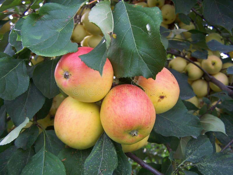 Crab apples closeup stock photo. Image of branch, bunch 129870020