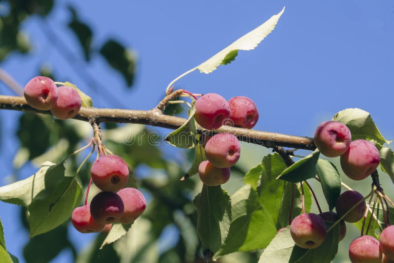 Crab apples stock image. Image of growth, fresh, ripe 247650195