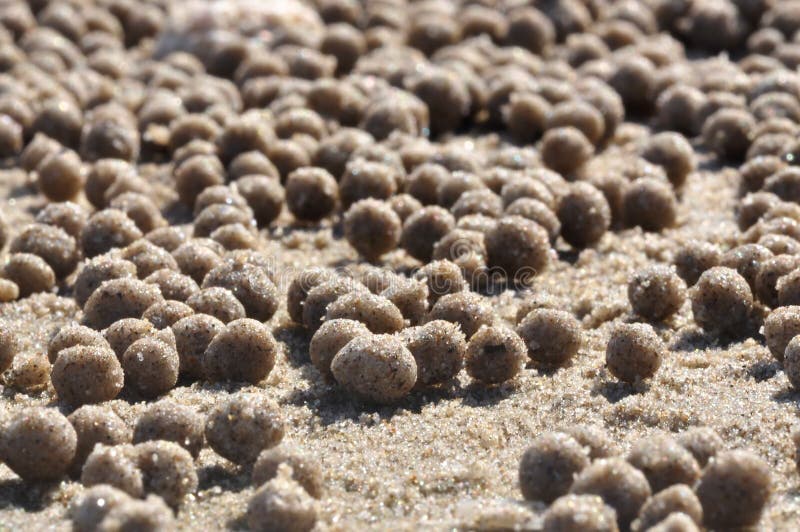 Crab balls stock photo. Image of collection, commitment 11978562