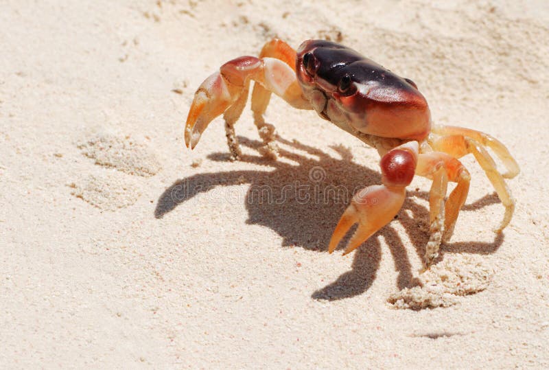 Dominican Crab stock photo. Image of carapace, nutrition 13838550