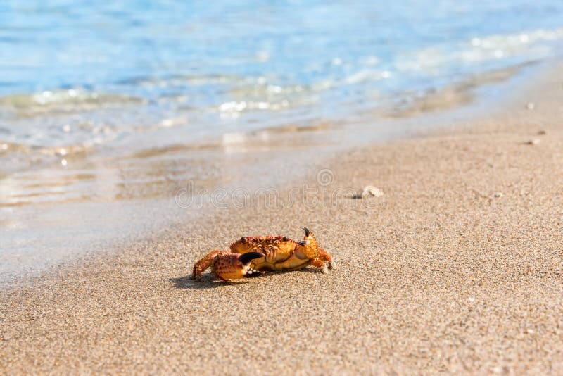 Crab on the beach stock photo. Image of shell, crab, mediterranean