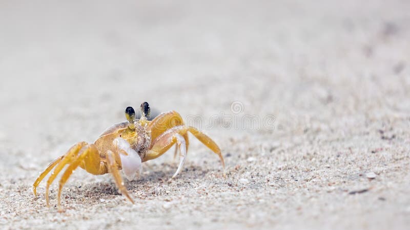 Crab on a sandy beach stock image. Image of crab, burrowing - 169787575