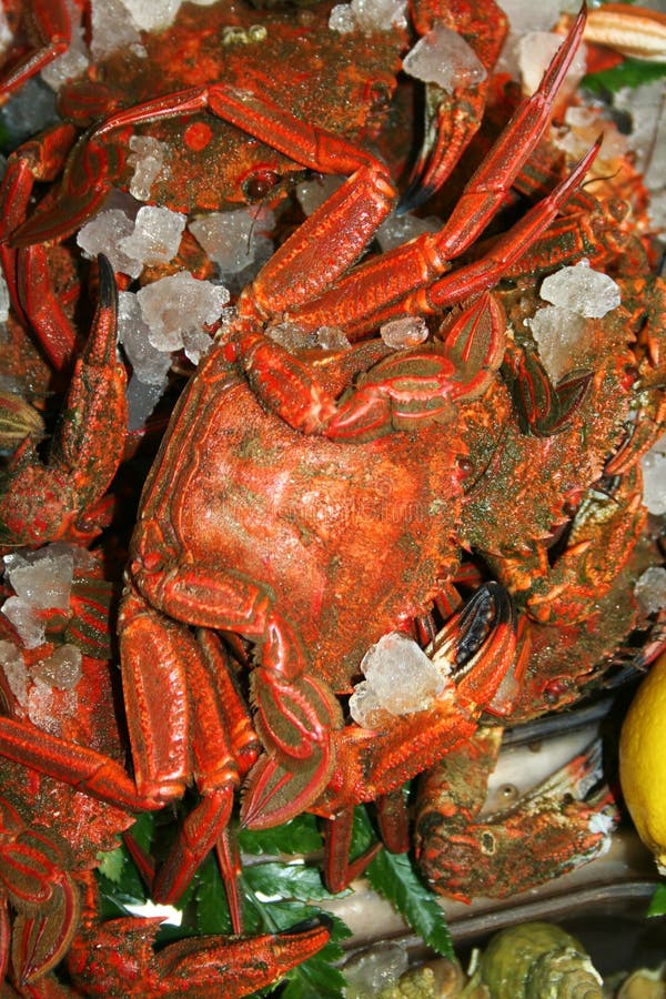Coloured Crabs Stock Photos Free Royalty-Free Stock Photos, 42% OFF