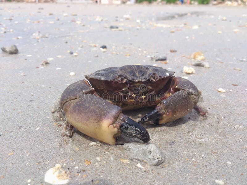 Crab with Big Claws on a Beach, Closeup Stock Image Image of black