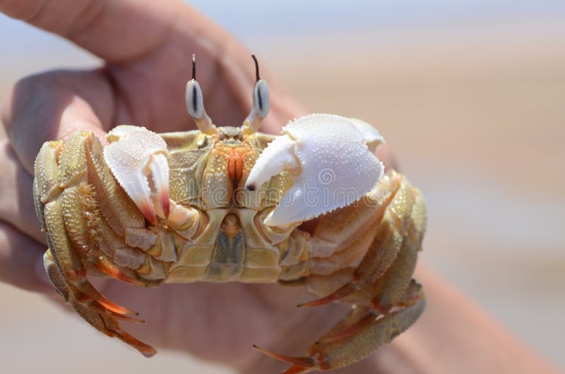 Chatka Crab Stock Photos - Free & Royalty-Free Stock Photos from Dreamstime
