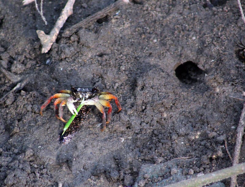 A CRAB CHEWING GREEN GRAZE stock photo A CRAB CHEWING GREEN GRAZE stock photo