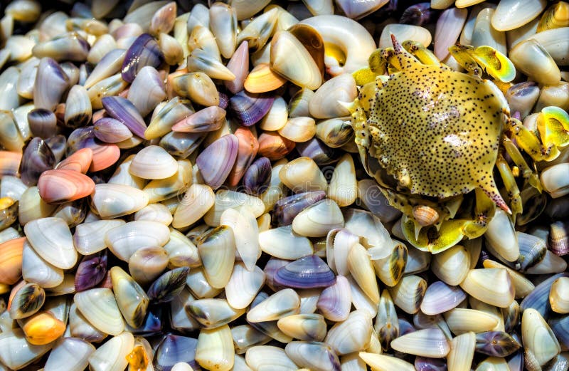 Crab and clams stock photo. Image of ocean, animals, mussel 30475986