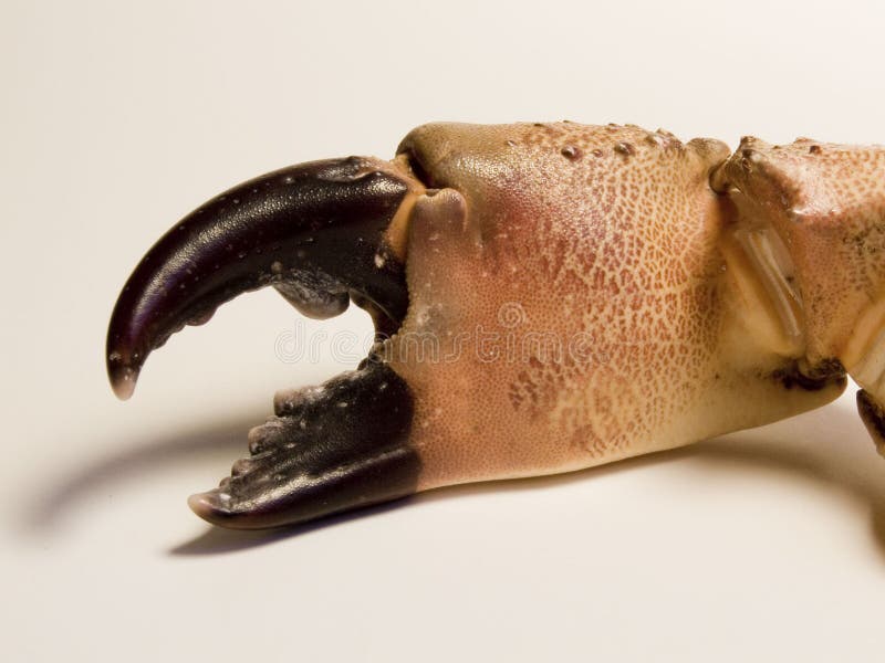 Crab claw stock image. Image of teeth, restaurant, appetite 1898677