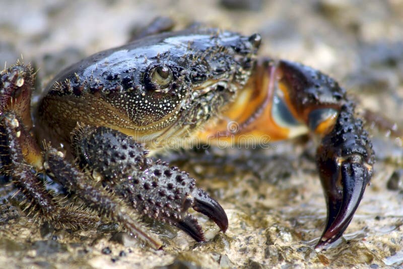 Crab and claws stock photo. Image of pincers, food, crab 7914648