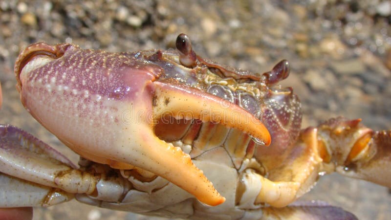 Crab. Close up of a crab. Closeup claw crab. Big crab in the water at the beach, crabs, marine animals, animal themes, Arthropoda