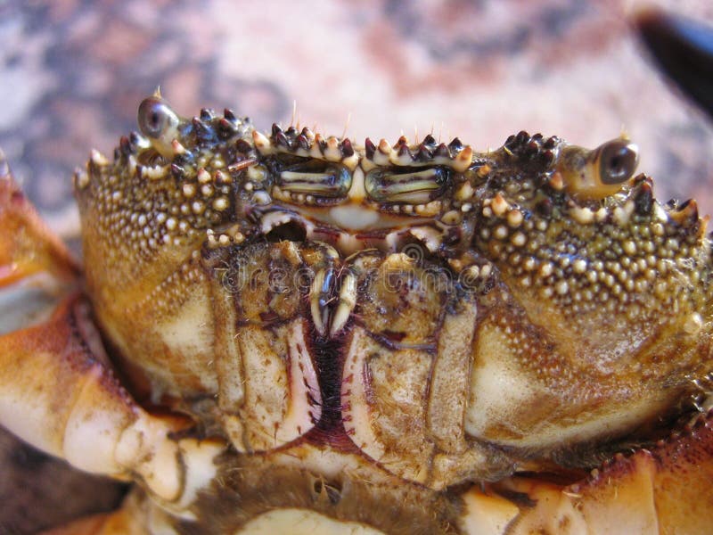 Crab closeup