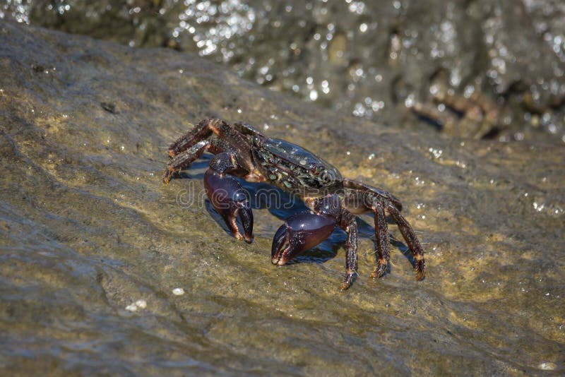 Crab Closeup, Black Sea Crabs, Crabs Life Stock Photo Image of summer