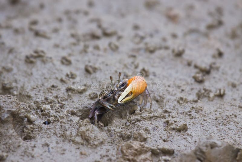 Crab coming out from hole