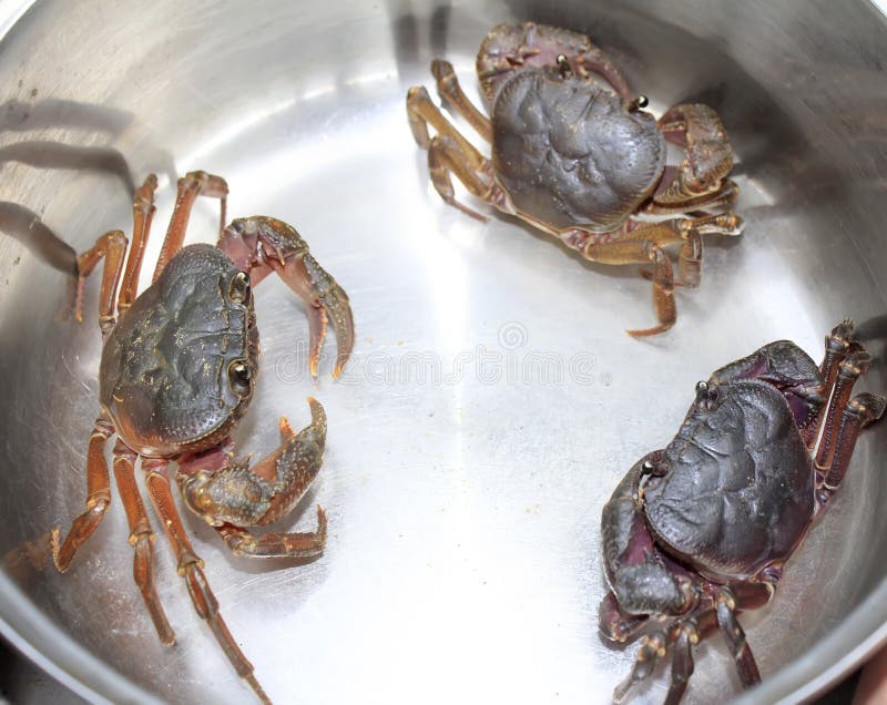 Crab stock photo. Image of ingredient, natural, food 46233020