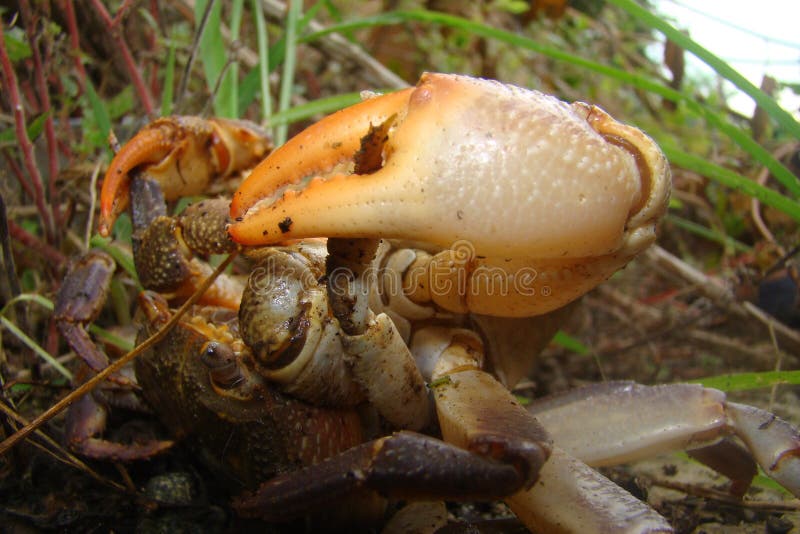 Crab. Crabs Mating Mated Animals. Mating Systems in Sexual Animals. Animals  Mating. Close Up Claws Crabs, Claw. Mating Season, Rom Stock Photo - Image  of life, claw: 200427930