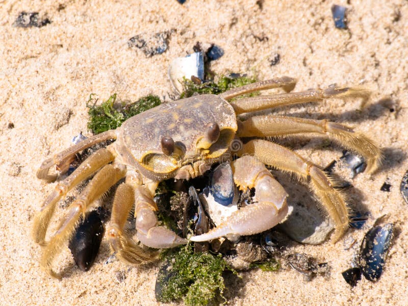 Crab eating stock photo. Image of habitat, sand, animal - 11636618