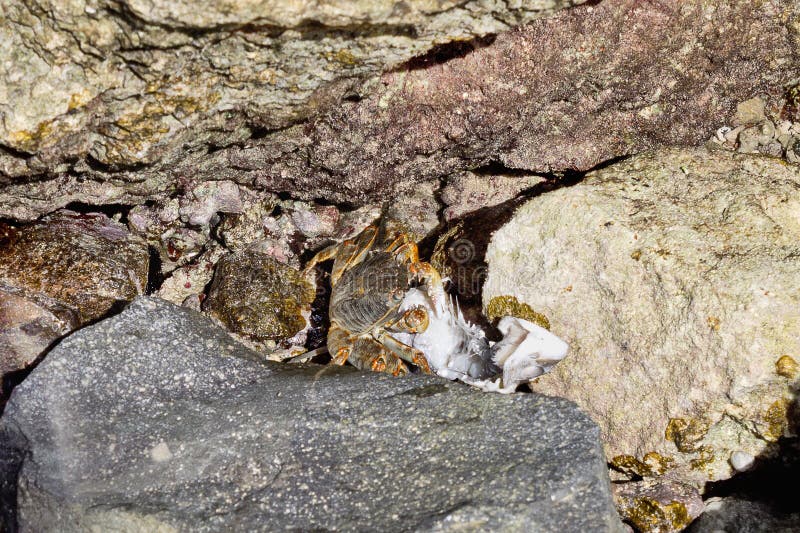 Crab eating fish stock photo. Image of crab, fauna, nature 63005346