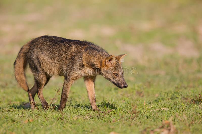 Crab Eating Fox on the Prowl Stock Image - Image of left, nature: 71764845