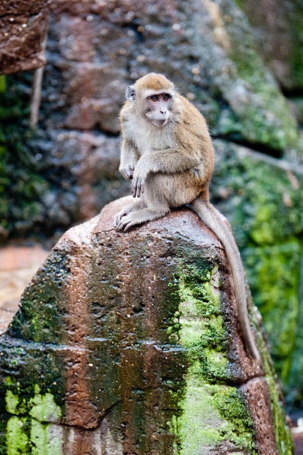 Crab-eating Macaque