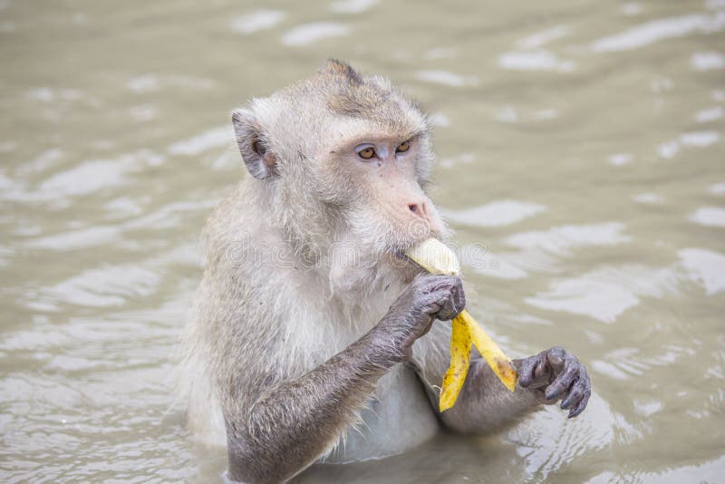 Crabeating macaque stock photo. Image of mangrove, animal 32429578
