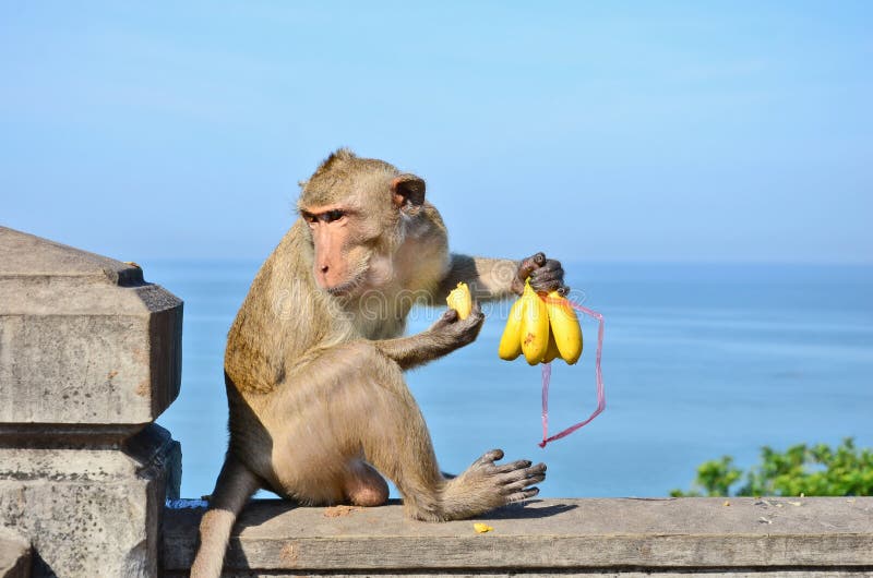 Crabeating Macaque with His Bananas Stock Image Image of macaque