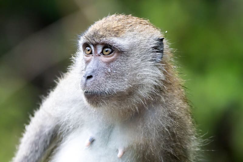 Crabeating Macaque, Macaca Fascicularis, in a Tree Stock Image Image