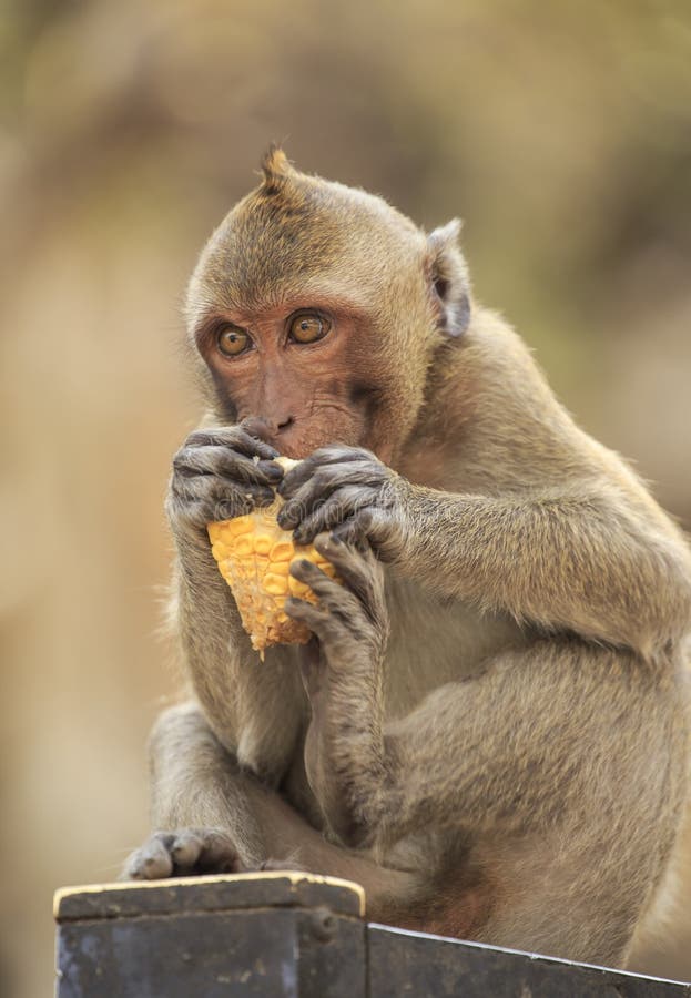 Crab Eating Macaque (Macaca Irus) Monkey Stock Photo Image of animal