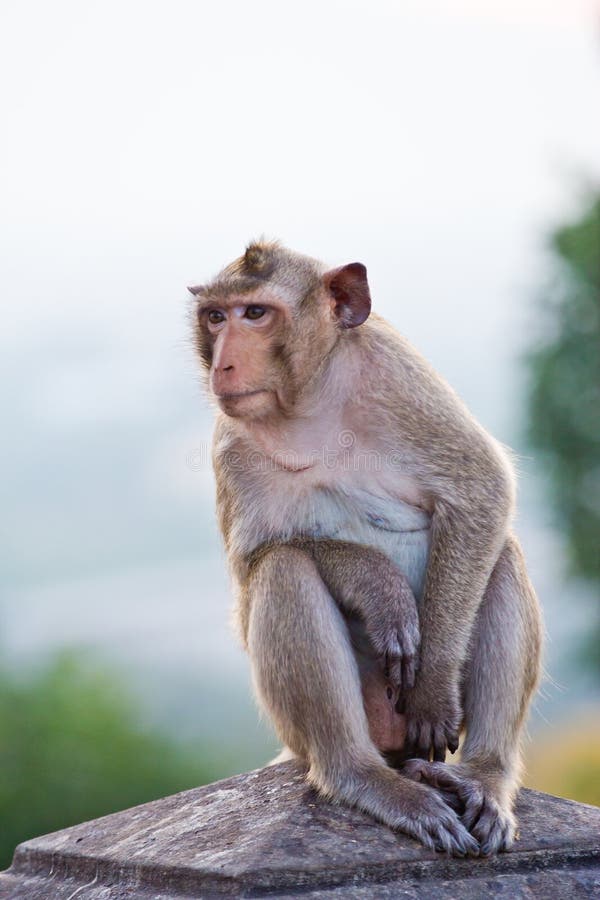 Crabeating macaque Monkey stock photo. Image of mammal 35986404