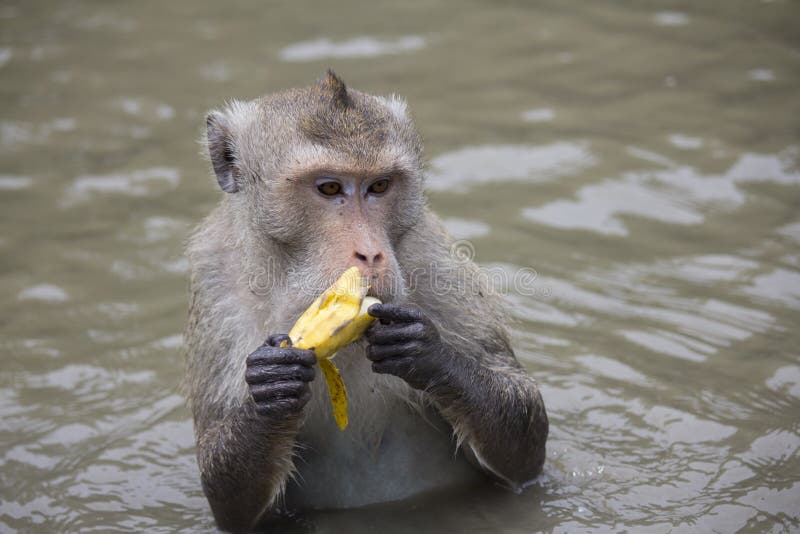Crabeating macaque stock photo. Image of macaque, animal 32429578