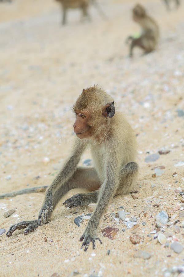 Crabeating macaque. stock image. Image of hairy, holding 55514227