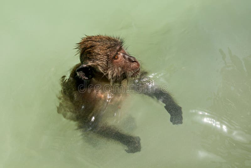 Crab-eating Macaque Monkey Swimming in Shallow Sea Stock Photo - Image ...