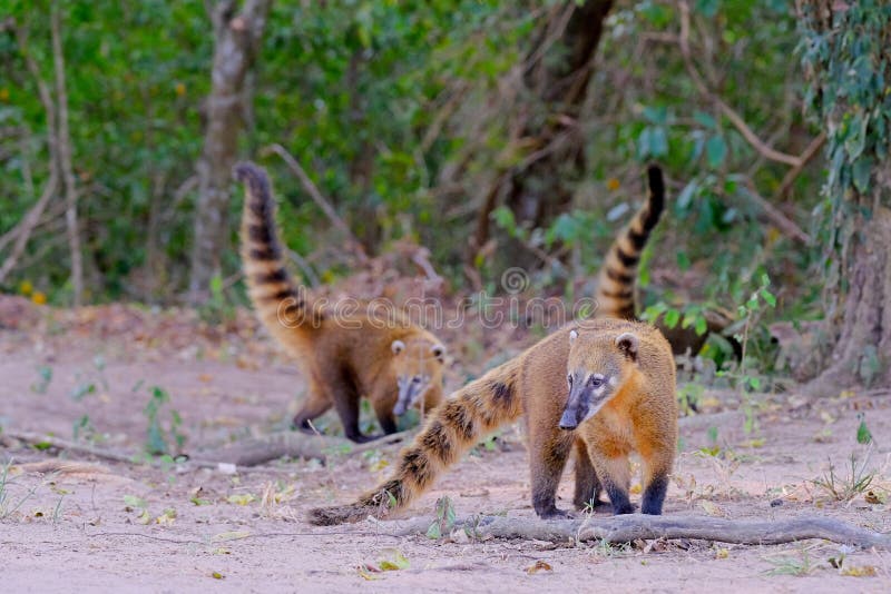 Crab-eating Raccoons, South American Raccoons, Procyon Cancrivorus, Mato Grosso, Pantanal, Brazil royalty free stock photo Crab-eating Raccoons, South American Raccoons, Procyon Cancrivorus, Mato Grosso, Pantanal, Brazil royalty free stock photo