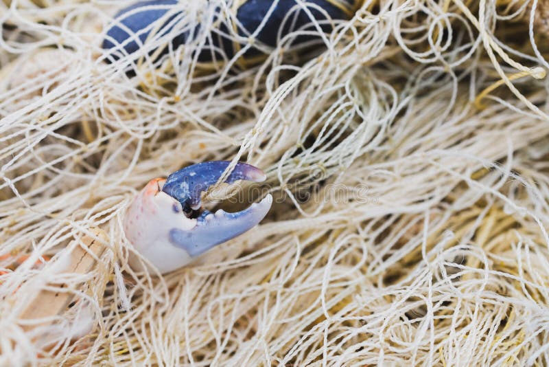 A Crab Claw Sticks Out in a Tangled Fishing Net Stock Photo - Image of  claw, people: 237858368