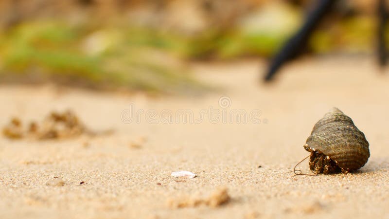 Crab hermit crab crawls on the sand at the beach