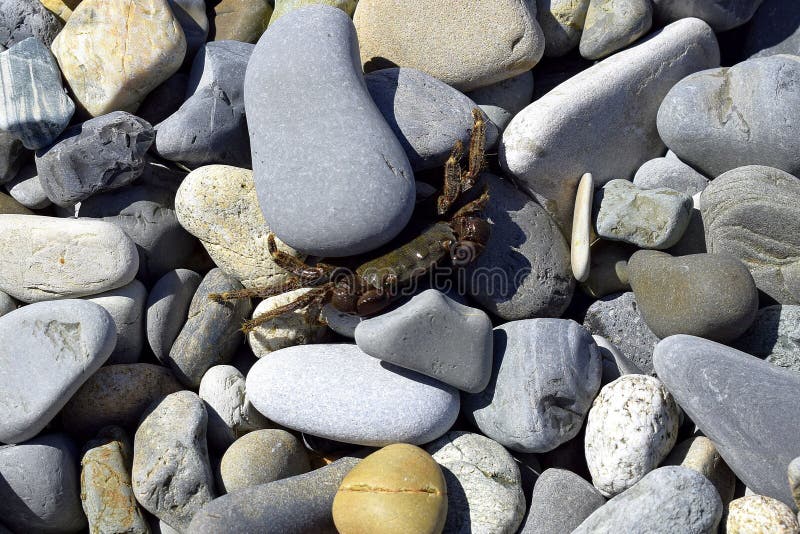 japanese mountain animal hides things under rocks