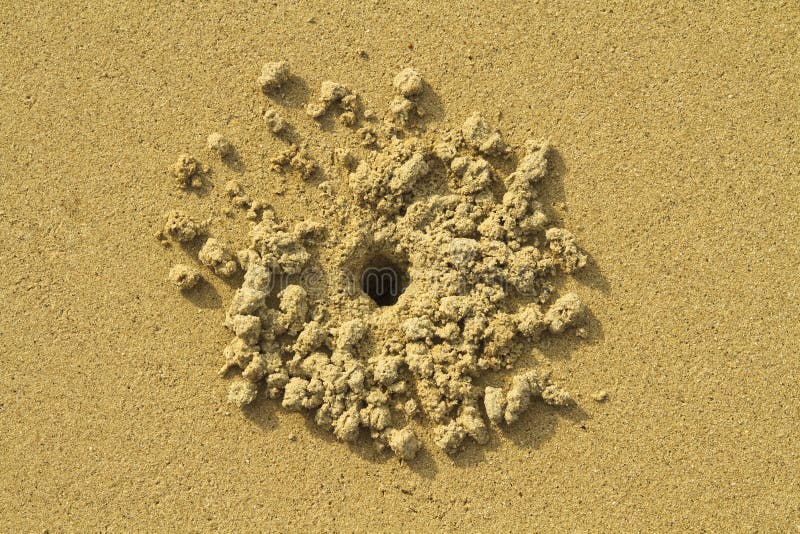 Crab hole in the sand