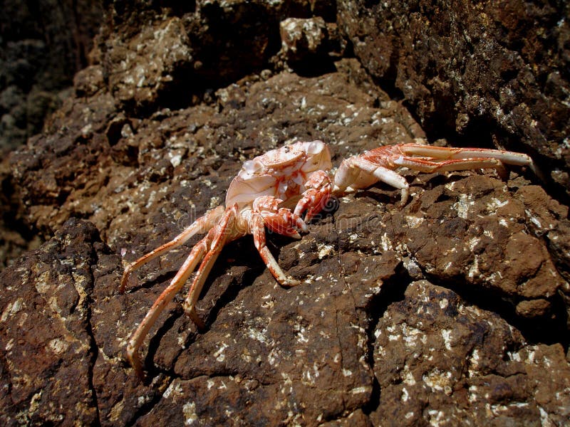 Crab Macro Closeup, Puerto Rico, Caribbean