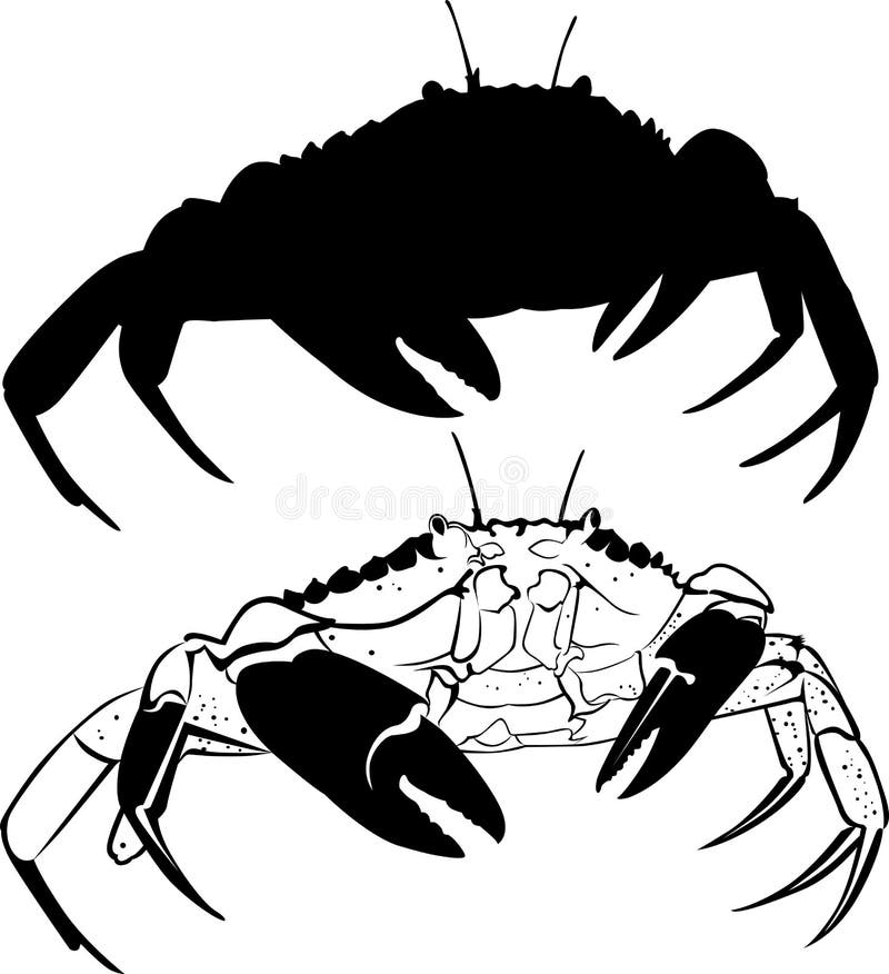 Crab nature animal aquatic isolated