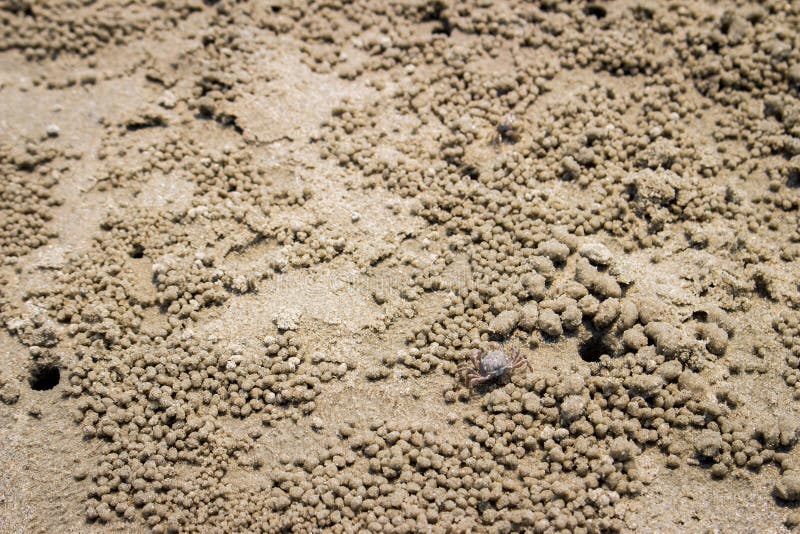 Crab,Ocypode (Ocypodidae),Wind crab are playing on the sand art. Crab,Ocypode (Ocypodidae),Wind crab are playing on the sand art